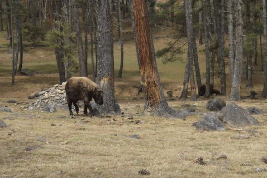 Motithang Takin Preserve_2